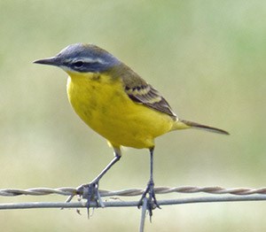 A super male Blue-headed Wagtail - Motacilla flava flava © John Muddeman